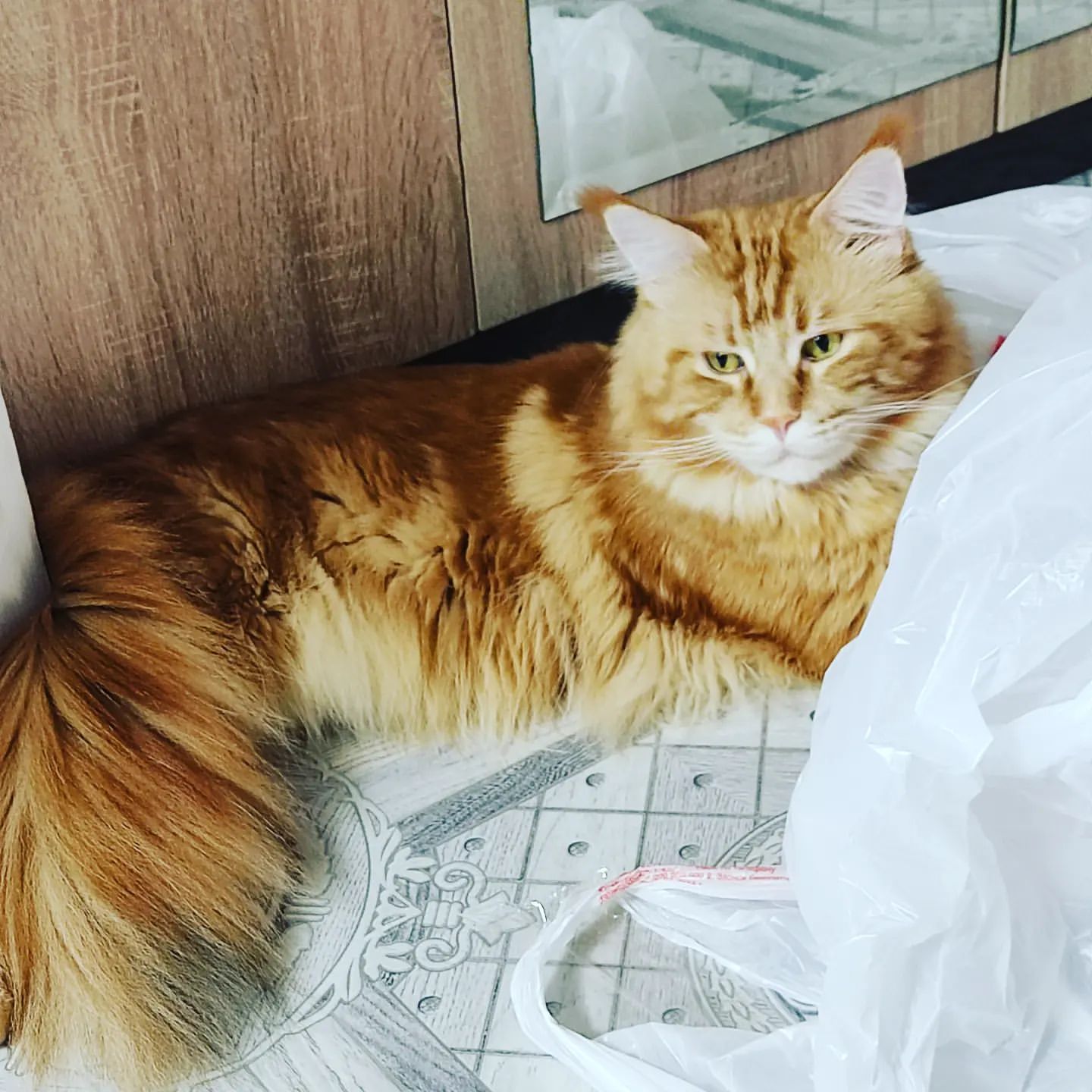 natalya_alekseevnad в LOOKY. . Любитель пакетов😸#р...