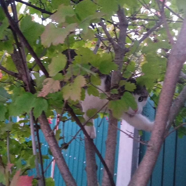 grnd_33_ в LOOKY. . Залез на дерево🌳😱