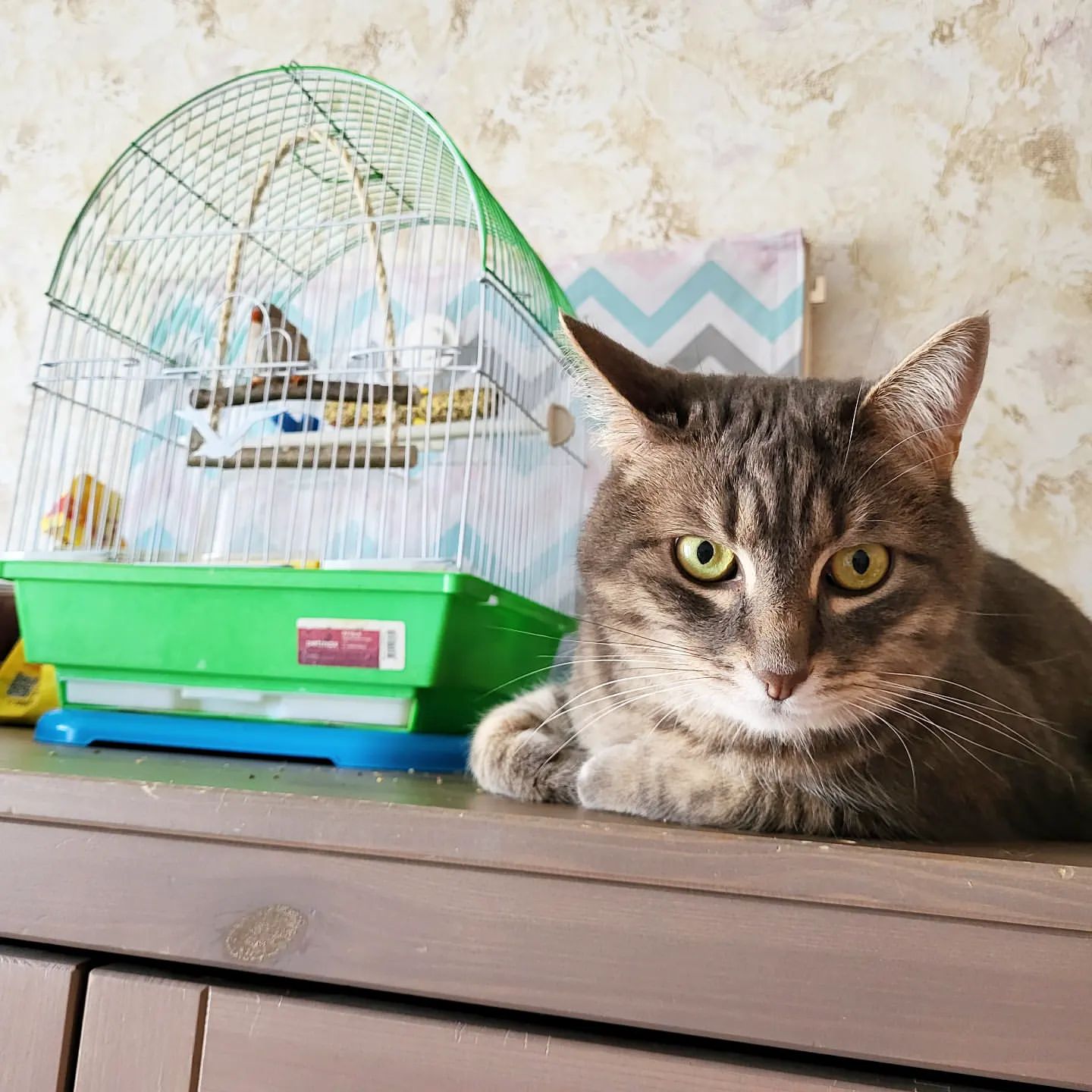 al_igolkin в LOOKY. . У кота Арбуза новый ...