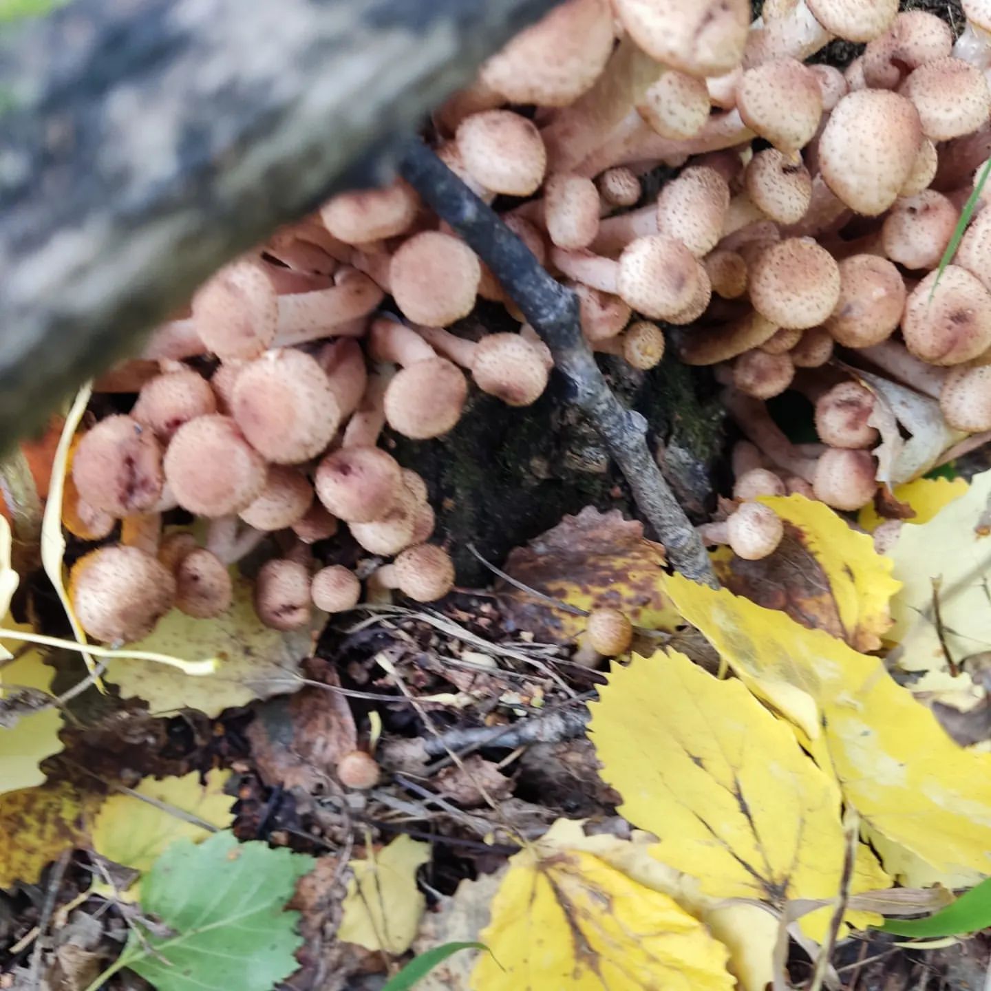 aikinas в LOOKY. . Осень🍂... Тихая охо...