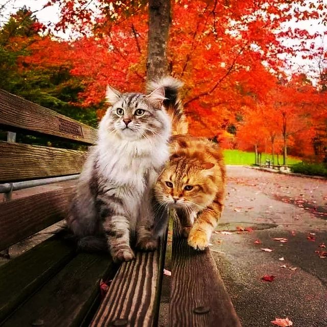temu_choopnina в LOOKY. #nature,#photography,#naturephotography,#love,#photooftheday,#travel,#instagood,#beautiful,#art,#picoftheday,#photo,#instagram,#like,#landscape,#follow,#naturelovers,#happy,#bhfyp,#style,#life,#instadaily,#fashion,#beauty,#smile,#ig,#travelphotography,#photographer,#sunset,#myself,#bhfyp. 😍😍🥰🥰💖💖💖💖
.
....