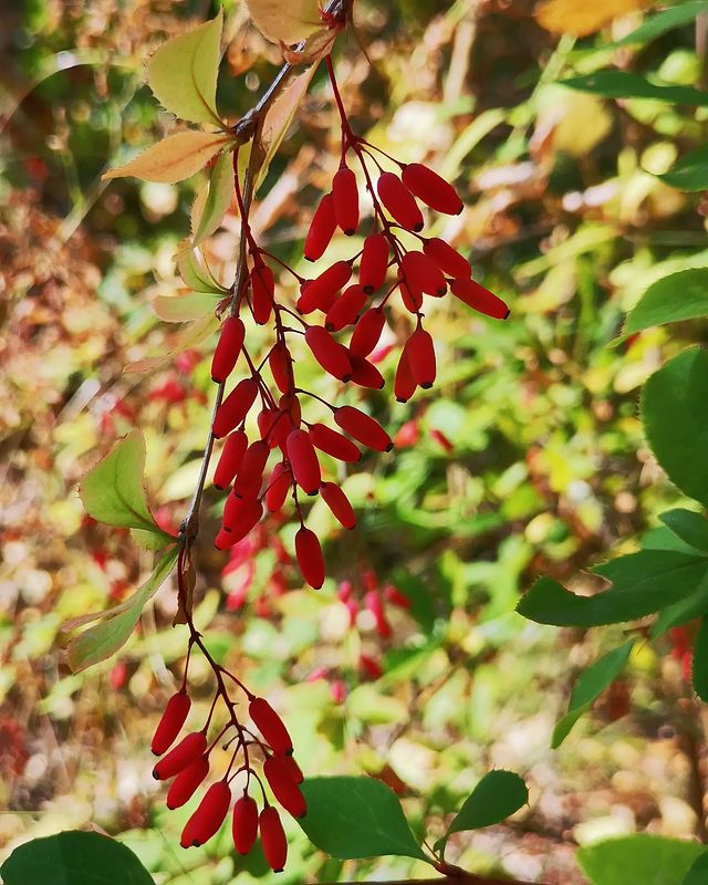 eipatov в LOOKY. . null