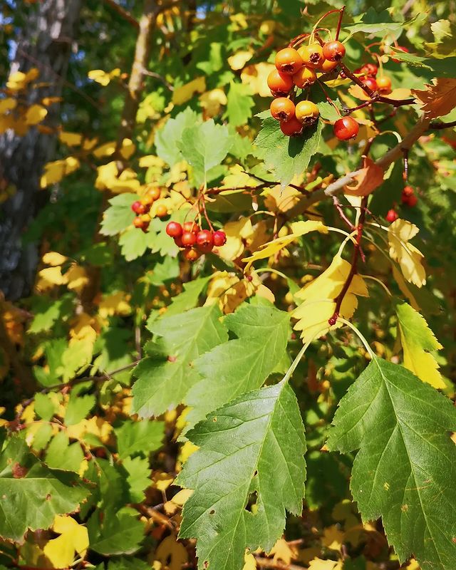 eipatov в LOOKY. . null