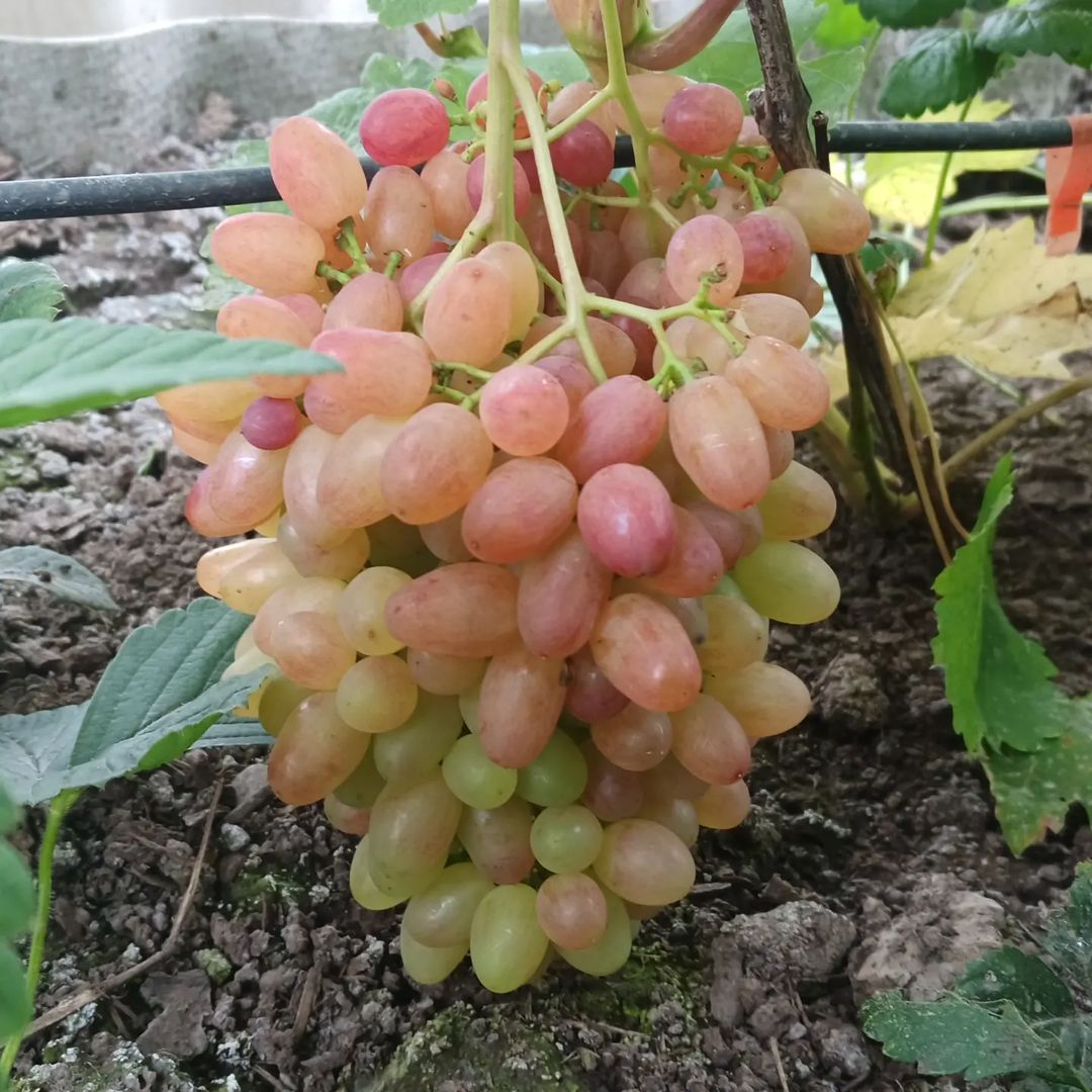 evgenii_gardener в LOOKY — Кишмиш "Велес". #виноградвсибири  #сибирскийсад #виноградвси