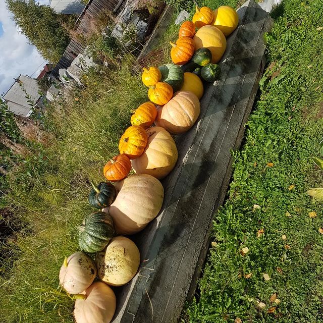 evgenii_gardener в LOOKY. #сибирскийсад. А это наш урожай тык...