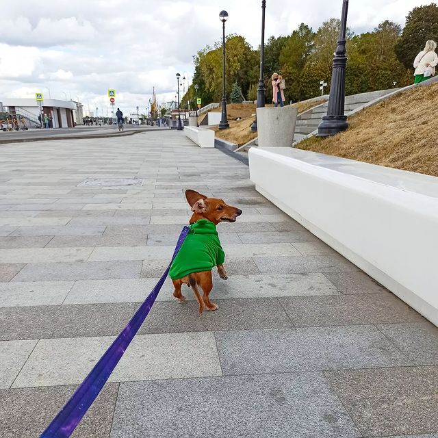 e_katerina_ga в LOOKY. #таксалучшаясобака,#таксалучшийдруг,#dachshundsgram,#dachshundsofinstagram,#doxie,#dachshunds,#dach. Вперёд по набережной...