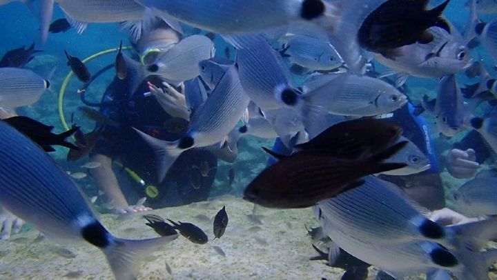 faysal_arf в LOOKY. #scubadiving,#underwater,#scubadiver,#underwaterphotography,#scuba. Always amazed by the...
