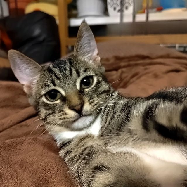 matrena_mos в LOOKY. #котики. Этот кот талантлив в...