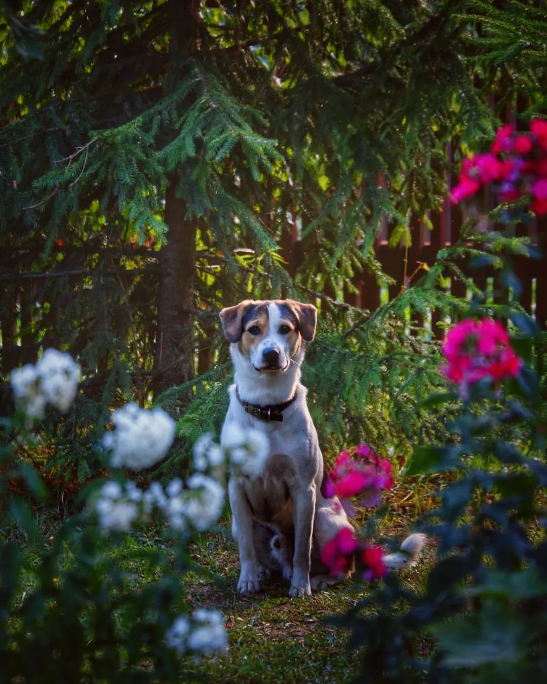 avekhorev в LOOKY — #dog #flowers #green #fujifilm #fuji #animal #собака #пересл
