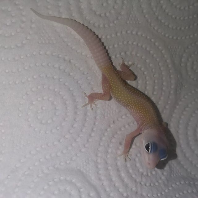 aisxor в LOOKY. #2022,#экзоmix,#reptile,#sochi,#продажа. В продаже малыши эуб...