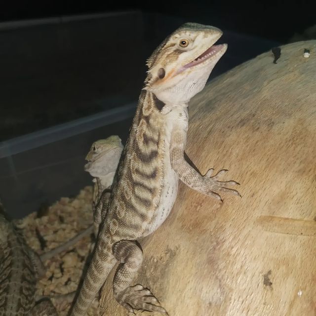 aisxor в LOOKY. #продажа,#sochi,#reptile,#agama,#2022,#экзоmix. В продаже агамки,ког...