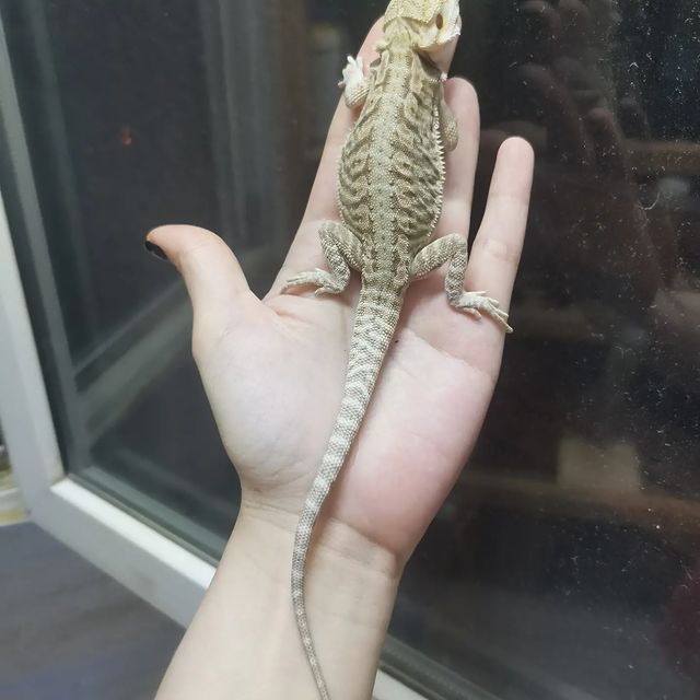 aisxor в LOOKY. #2022,#продажа,#сочи,#sochi,#экзоmix,#reptile,#agama. #2022 #продажа #сочи...