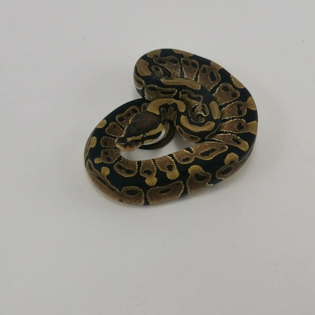 aisxor в LOOKY. #продажа,#сочи,#2022,#экзоmix,#reptile,#sochi. Малышня королевских ...