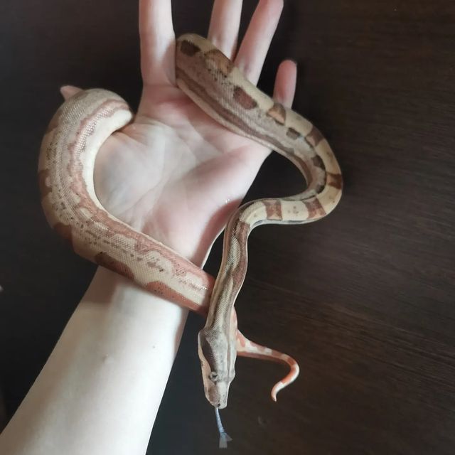 aisxor в LOOKY. #продажа,#сочи,#sochi,#экзоmix,#reptile,#удав. В продаже годовалая ...