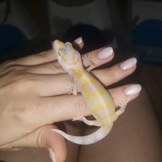 aisxor в LOOKY. #продажа,#сочи,#2022,#экзоmix,#reptile,#sochi. Малышка морфы W&Y en...