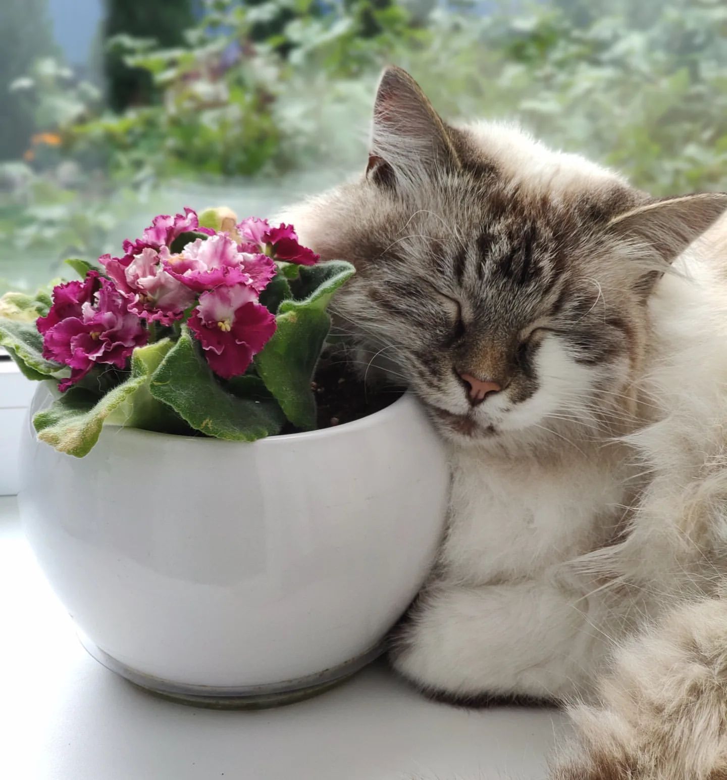 olga_vesna6708 в LOOKY. . ГЛАВНАЯ ЗАДАЧА КОТОВ...