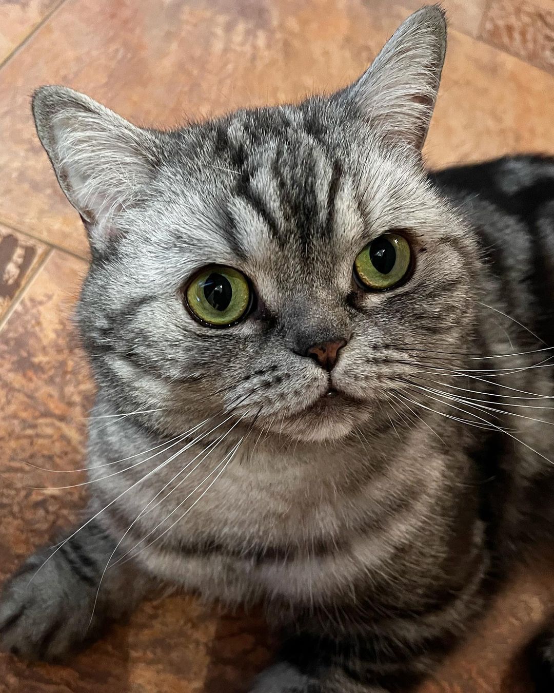 british_mars_cat в LOOKY — Я умудрился сваляться. Не давался расчёсываться как всегда и