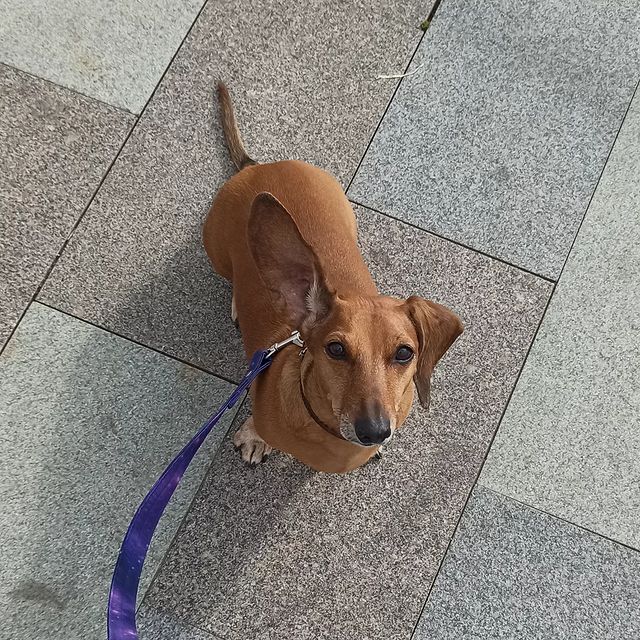 e_katerina_ga в LOOKY. #такса,#таксалучшийдруг,#таксалучшаясобака,#doxie,#dachshundsgram,#dachshunds,#dachshundsofinstagram,#dachshundlove. Ухо "улетело" 😂
#та...