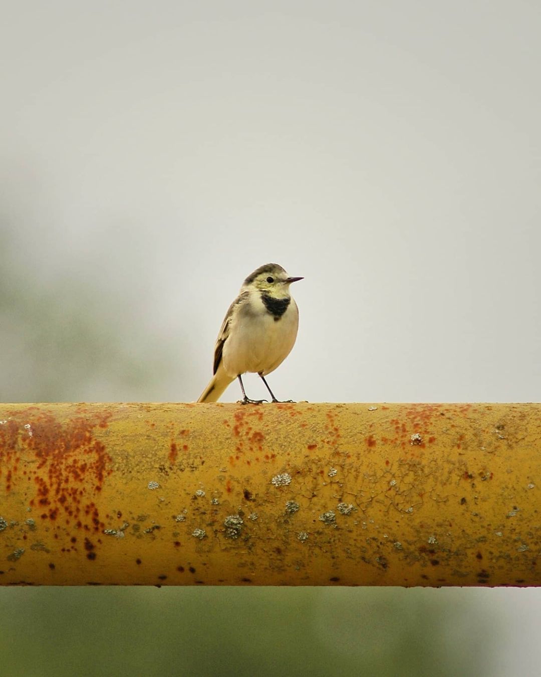 dimalife75 в LOOKY — фото 9