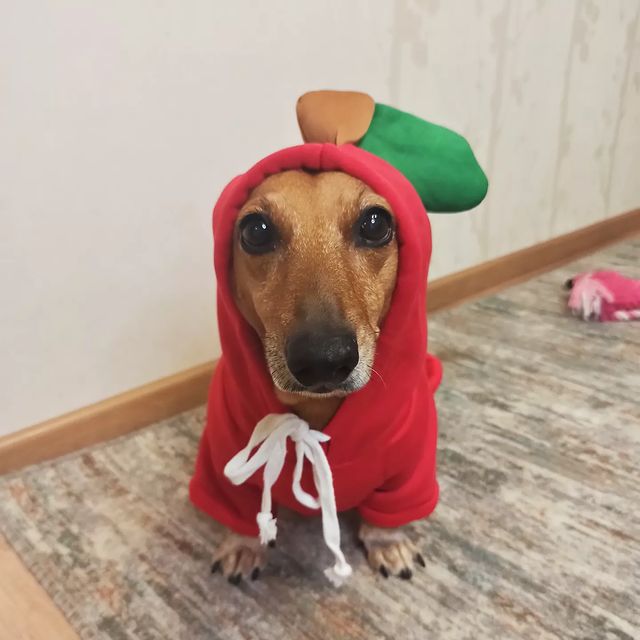 e_katerina_ga в LOOKY. #таксалучшийдруг,#таксалучшаясобака,#такса,#dachshunds,#dachshundsgram,#dachshundlove,#dachshundsofinstagram,#doxie. Ну, допустим, клубни...