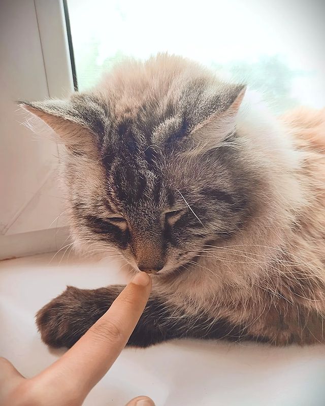 aftert_co в LOOKY. #кот#котик#невскиймаскарадный#мило#кошка#cat#cute#питомец#счастье#породистый#подпишись#fallow#like#insta#photooftheday,#animal#socute. .
.
#кот#котик#невск...