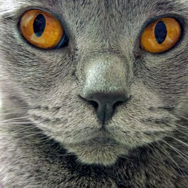 e_katerina_ga в LOOKY. #безкотаижизньнета,#котейка,#cats_of_world,#catlovers. утром приходит гипно...