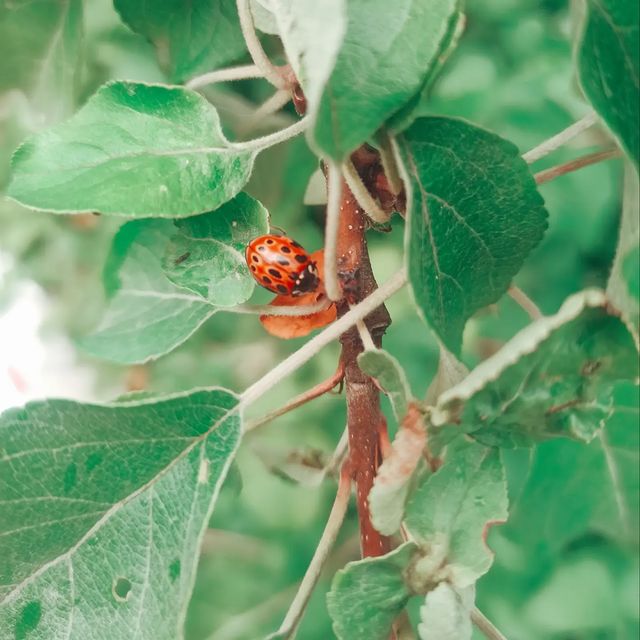 last_year_bread в LOOKY. #божьякоровка,#природа,#зелень,#мобильнаяфотография,#мобильноефото,#nature,#mobilephotography,#koloro,#koloropresets,#ladybug,#greens. Красотка... 
#божьяк...
