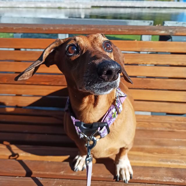 e_katerina_ga в LOOKY. #таксалучшийдруг,#таксалучшаясобака,#такса,#doxie,#dachshunds,#dachshundsgram,#dachshundlove,#dachshundsofinstagram. Наблюдаем за птичкам...