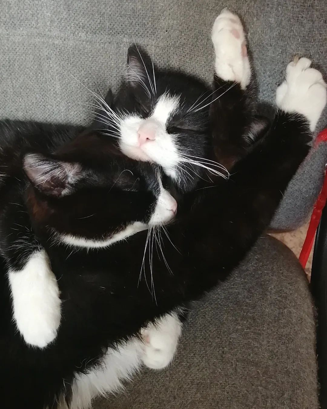 Подборка наших котиков😼