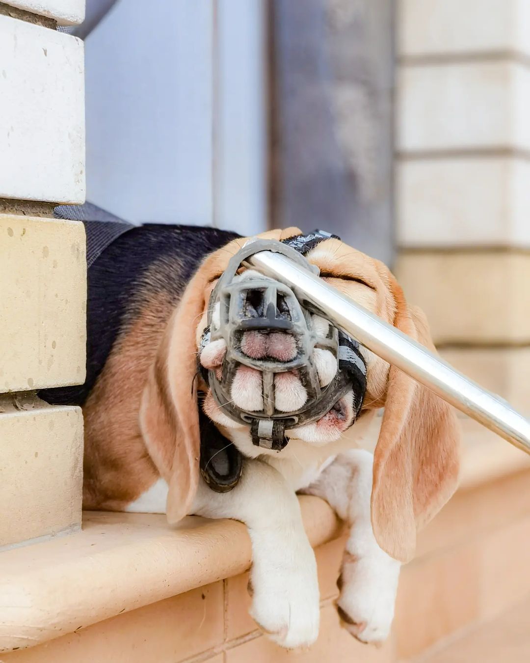 boni_beagle_askennel в LOOKY — Мы все ещё ждём любящих мампап 🐾
#бигльщенки #биглиастрахан