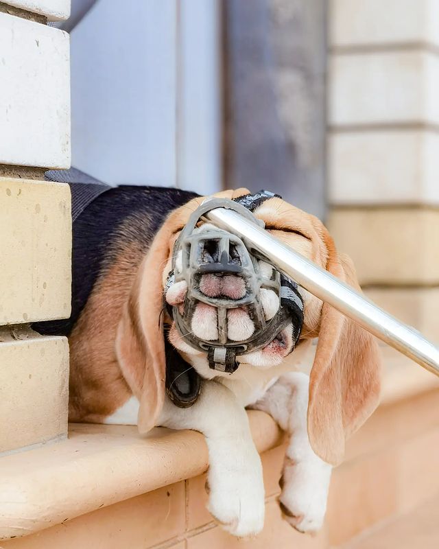 boni_beagle_askennel в LOOKY. #бигльщенки,#биглиастрахань. Мы все ещё ждём любя...