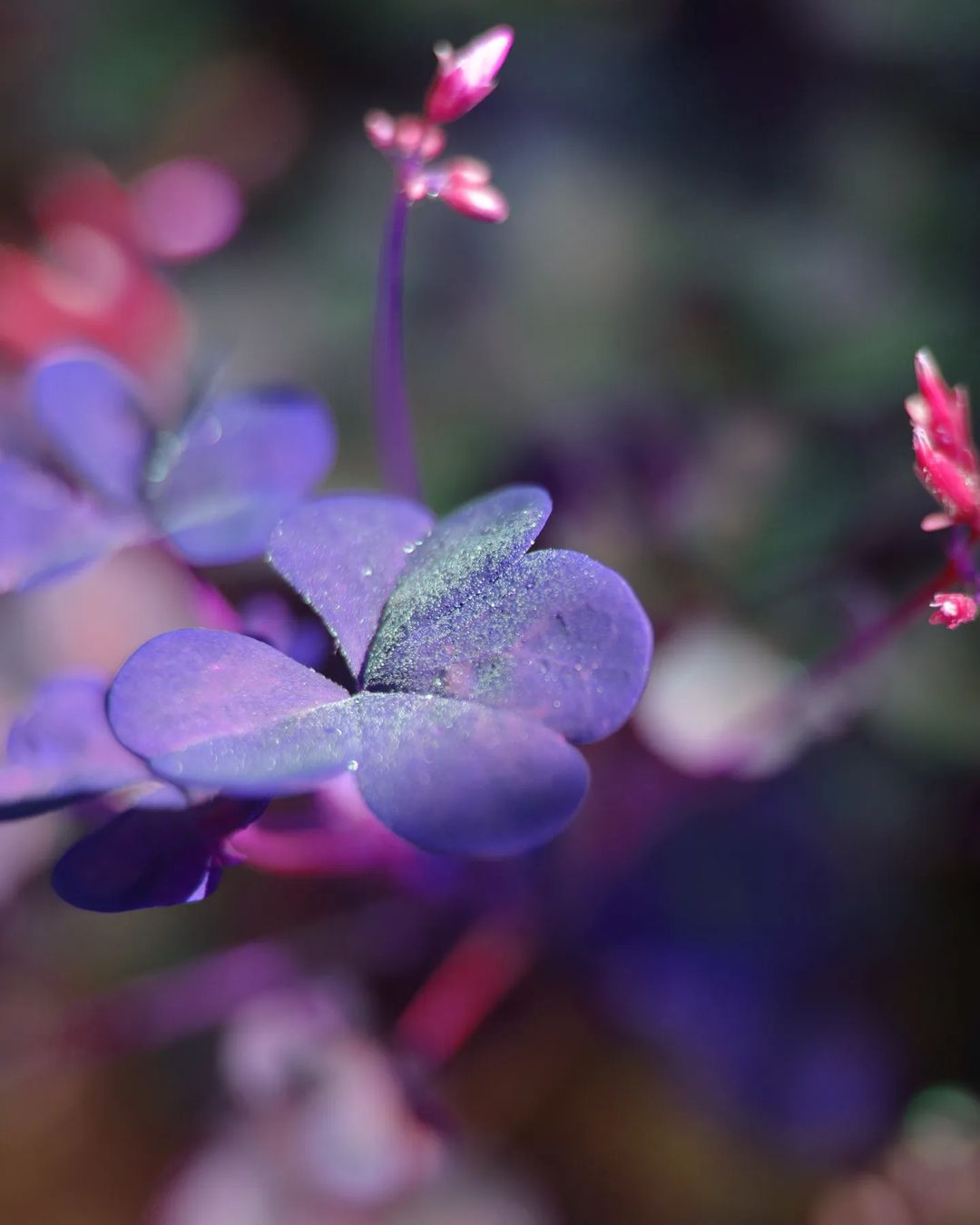 li_m_elina в LOOKY — фото 2