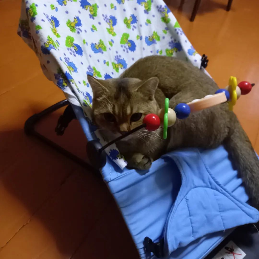 Наша няня кот 😄