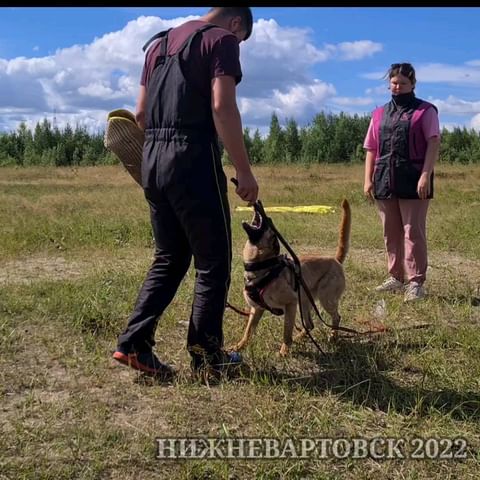 dressirovka_nv in LOOKY. . Подготовка к IGP. За...