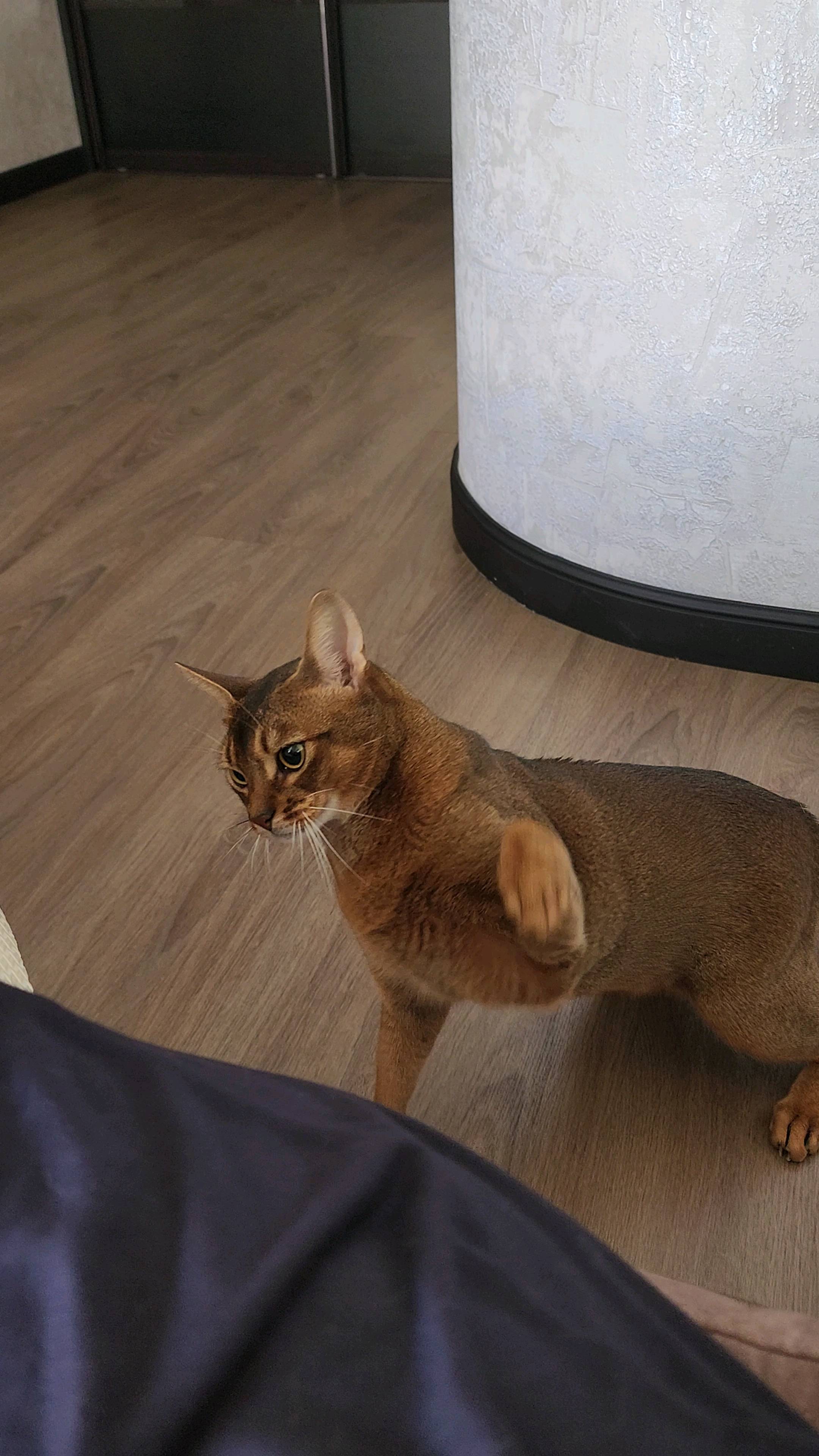 murmansvet в LOOKY. #абиссинскийкот,#абиссинец,#котики. #абиссинскийкот
#аби...