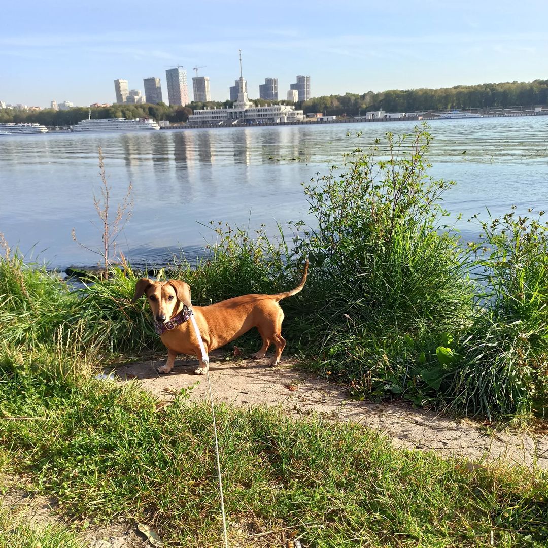 Ура, солнышко🌞
#такса #таксалучшаясобака #таксалучшийдруг #doxie #dachshunds #dachshundsgram #dachshundsofinstagram