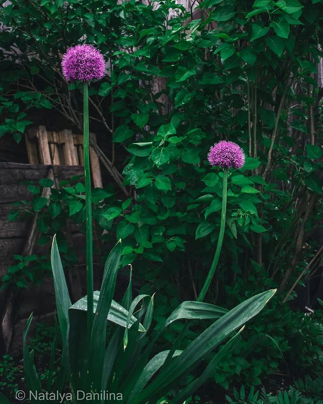 danilinanata в LOOKY. . Для настроения 🌸