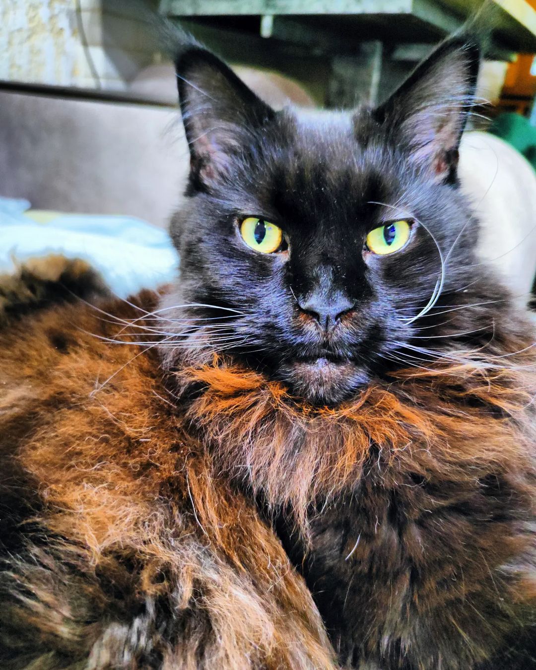 Happy birthday  me🐈‍⬛, Your Tais🐈‍⬛🐈‍⬛🐈‍⬛🐈‍⬛🐈‍⬛
С днём рождения, меня😻🐈‍⬛🐈‍⬛🐈‍⬛Ваша Тася!!!
#blackcatsofinstagram #black #blogger#catphoto #catlife #cat_of_instagram #blackcatsclub