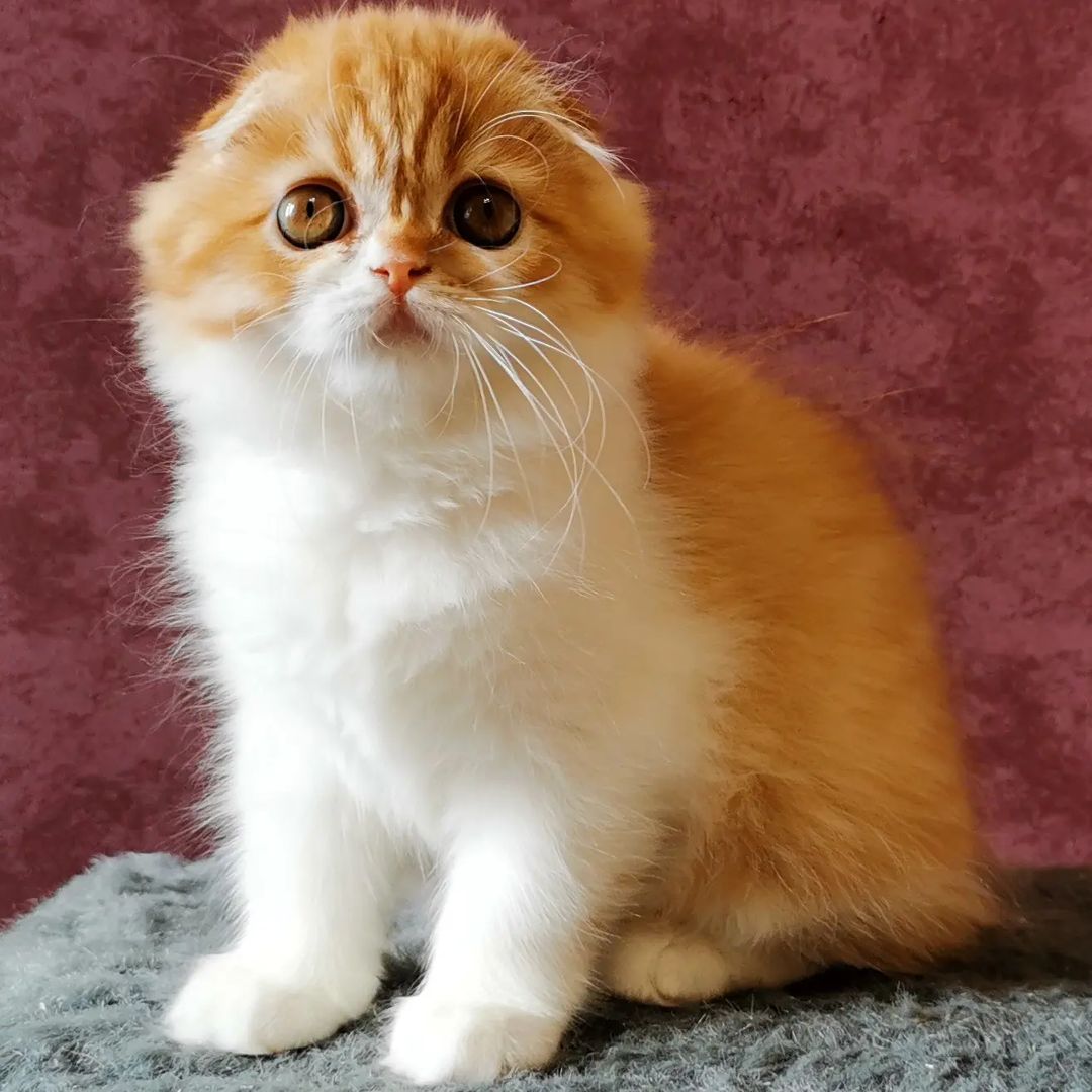 Вислоухие шотландские котята в LOOKY — фото 3
