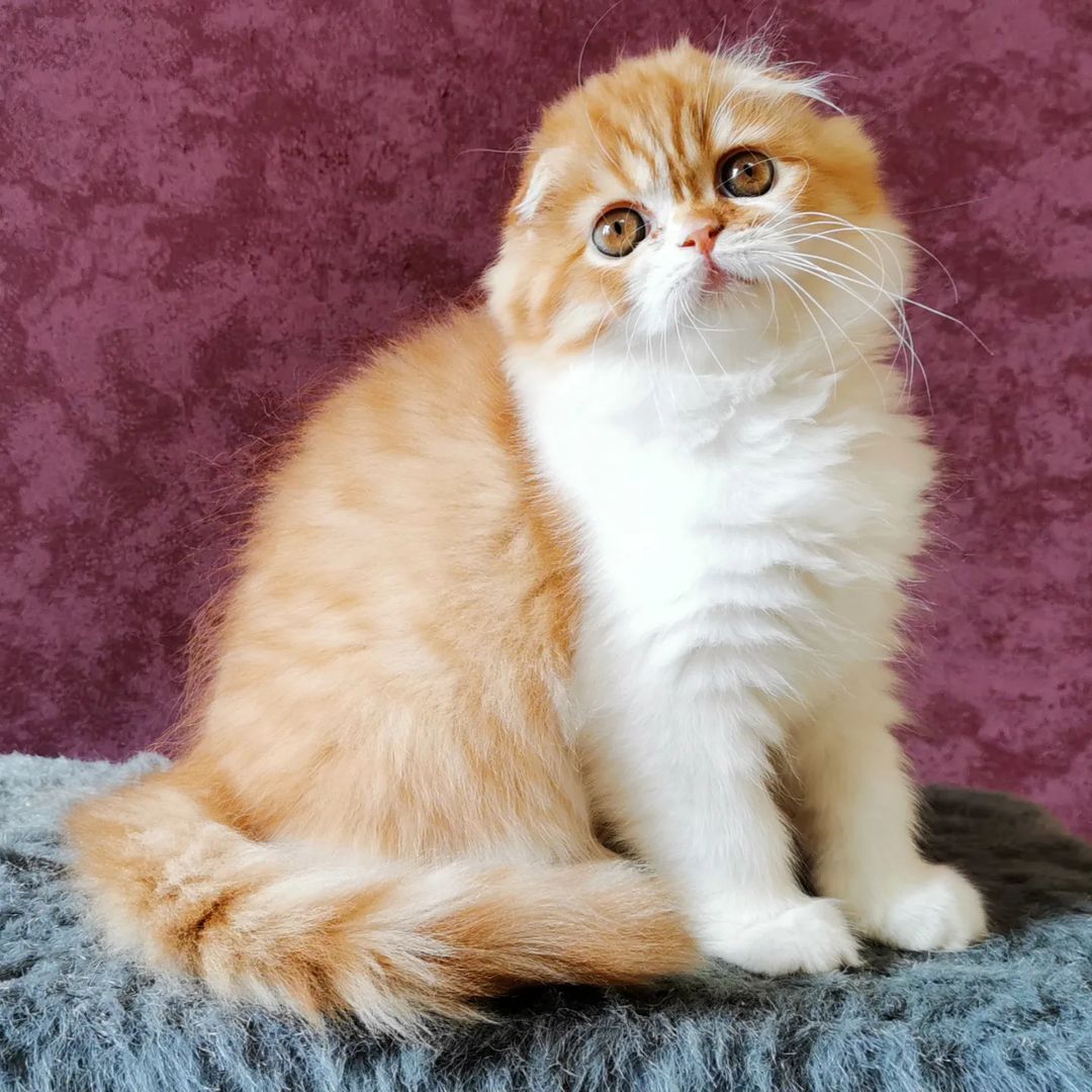 Вислоухие шотландские котята в LOOKY — фото 2
