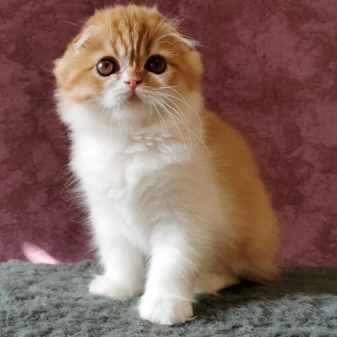 Вислоухие шотландские котята в LOOKY — фото 4
