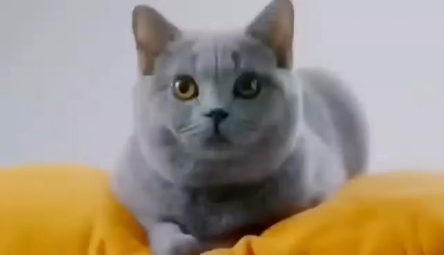 ecolife_for_me в LOOKY. . *КОРМ  ДЛЯ КОШЕК 🐈*...