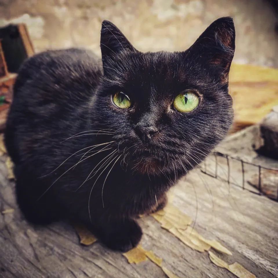 Моя кэкрасивая кошка Бася🐈‍⬛ 

„Философ — это слепец, который в темной комнате ищет черную кошку, которой там нет. А теолог эту кошку находит.“ #черная #кошка #философия #красивая #кошка #fypシ