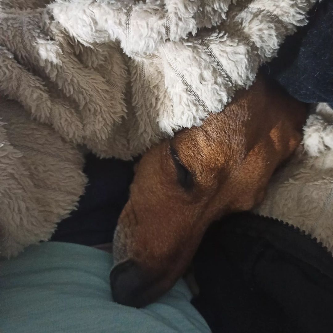 😴😴😴❤ #такса #таксалучшаясобака #таксалучшийдруг #doxie #dachshunds #dachshundsgram #dachshundlove
