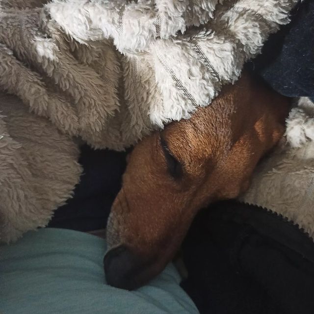e_katerina_ga в LOOKY. #такса,#таксалучшаясобака,#таксалучшийдруг,#doxie,#dachshunds,#dachshundsgram,#dachshundlove. 😴😴😴❤ #такса #такс...