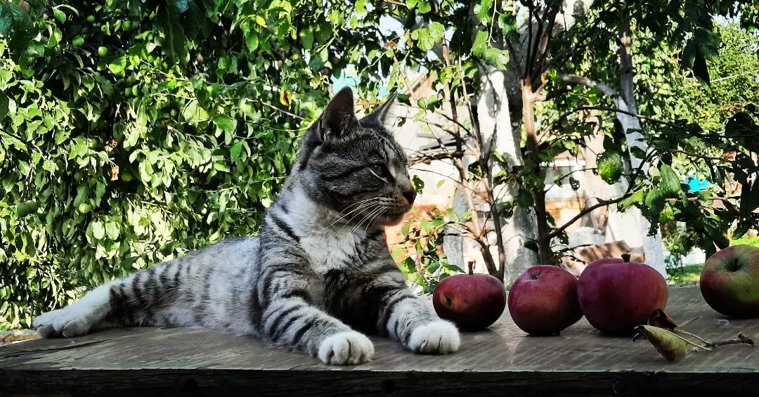 Самый фотогигиеничный кот 🐱