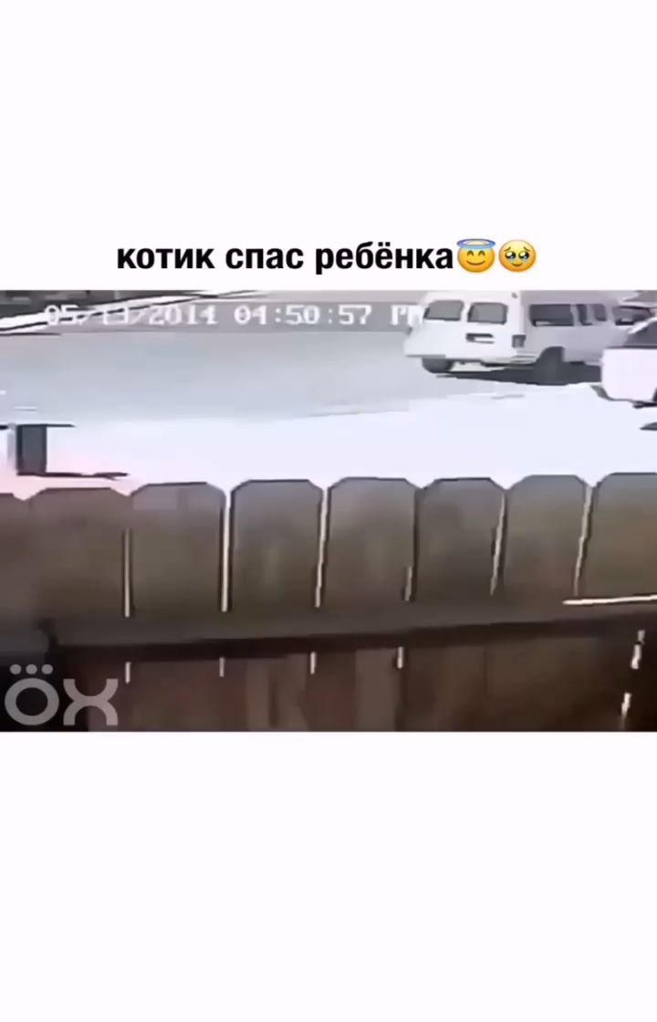 serega22051990 в LOOKY. . Котик спас ребенка