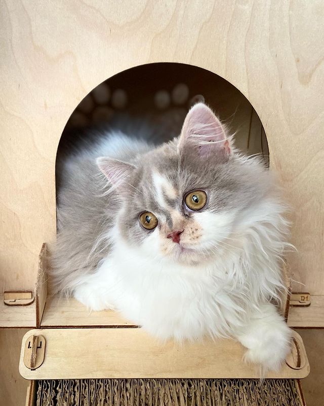 sheerfold_cattery в LOOKY. . Красавишна ❤️ девочк...