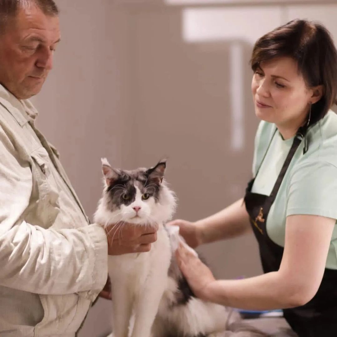mycatgrooming in LOOKY. #грумингкошек,#грумингкошекмосква,#грумеркошекмосква,#выставочныйгрумингкошек,#шоугрумингкошек,#экспрессгрумингкошек,#выставкакошек,#выставкакошекмосква,#роскош,#клуброскош,#catgroomer,#catgrooming,#catbeauty,#showgrooming,#catshowgrooming,#roscosh. От рассвета до закат...