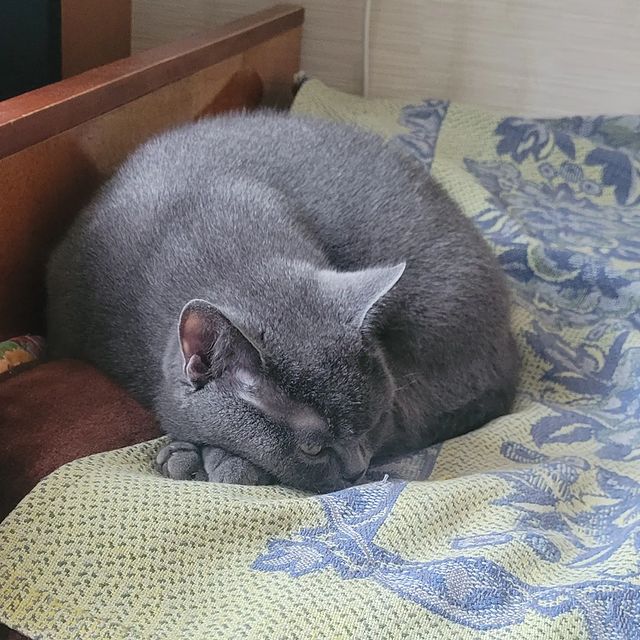 vadim_gvd в LOOKY. #кот,#кошка,#котик. #кот #кошка #котик